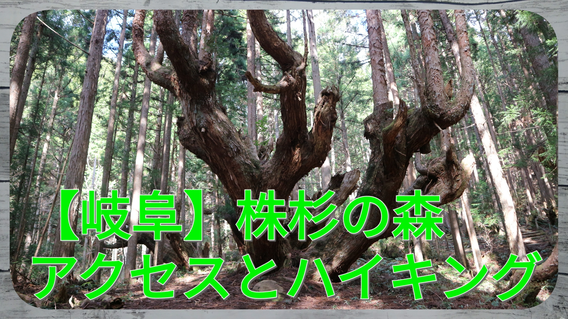 株杉の森アクセスとハイキング