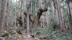 株杉の森ハイキング